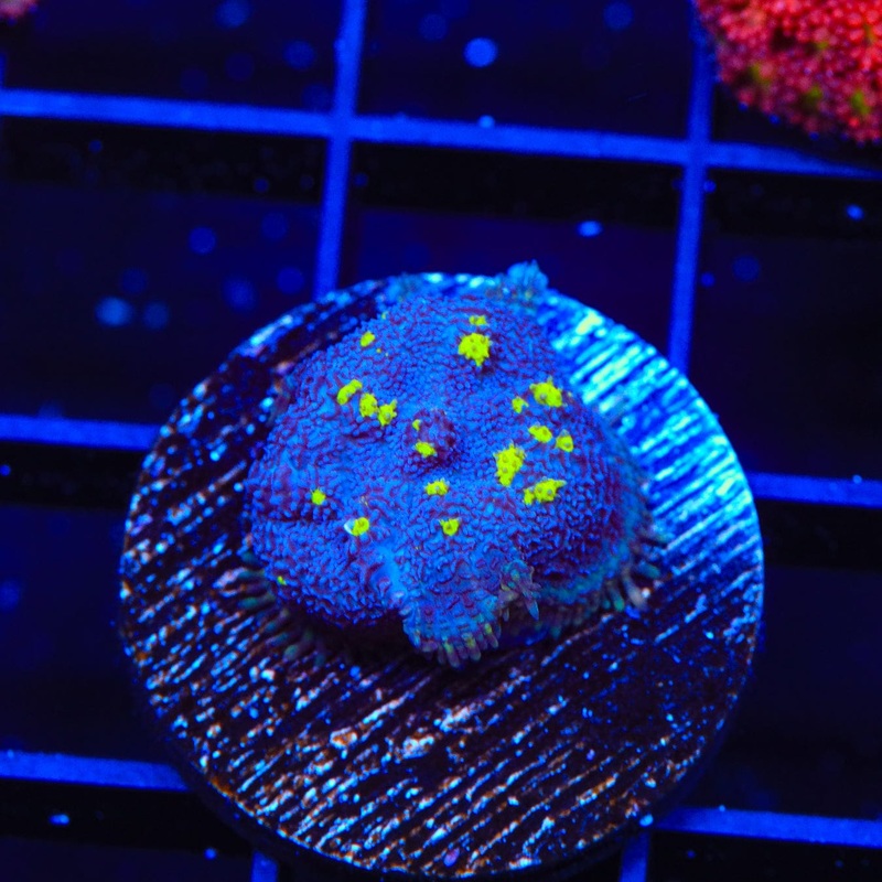 Uranium Bounce Mushroom Coral