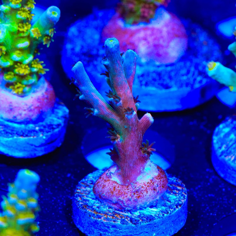 Vivids Insanity Acropora Coral