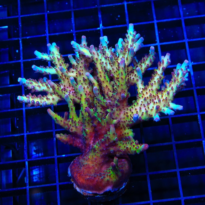 Vivids Rainbow Delight Acropora Colony Coral