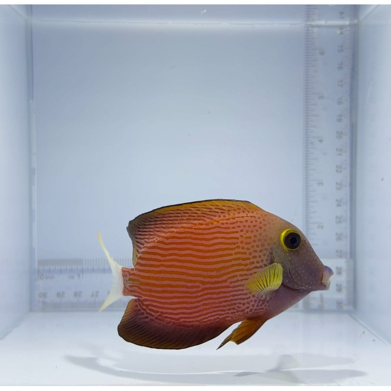 White-Tail Bristle Tooth Tang Fish