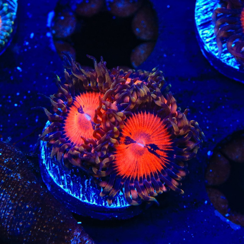 WWC Bloodsucker Zoanthids Coral