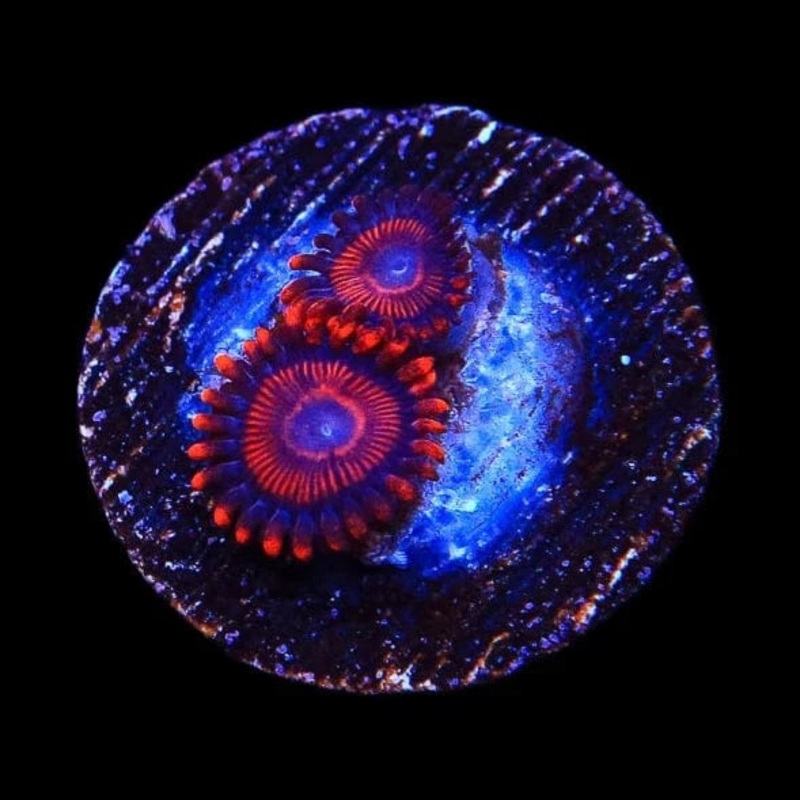 WWC Twizzler Zoanthids Coral