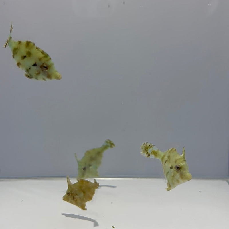 Aiptasia Eating File Fish