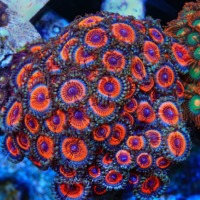 Armor of God Zoanthids Coral