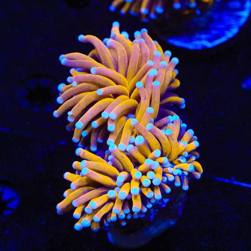 Aussie Gold Torch Coral