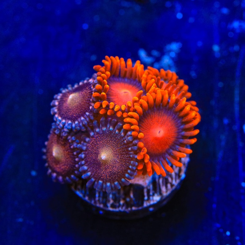 Bam Bam and Mohawk Zoanthids Coral