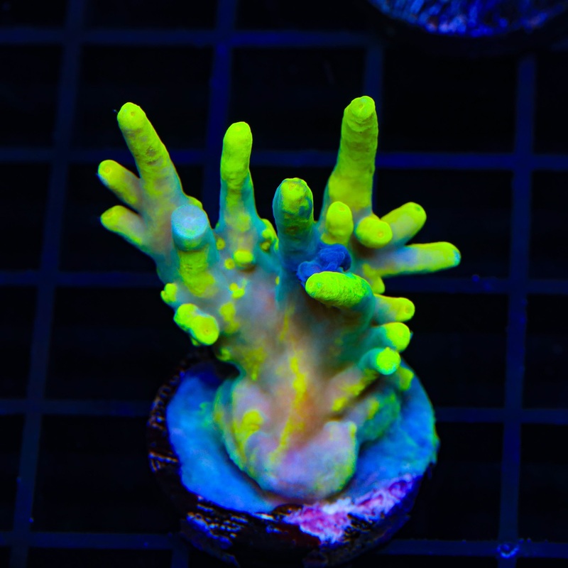 Banana Lokani Acropora XL Frag Coral