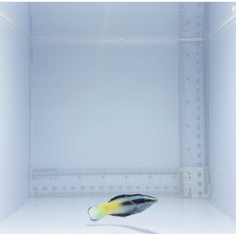 Bicolor Cleaner Wrasse Fish