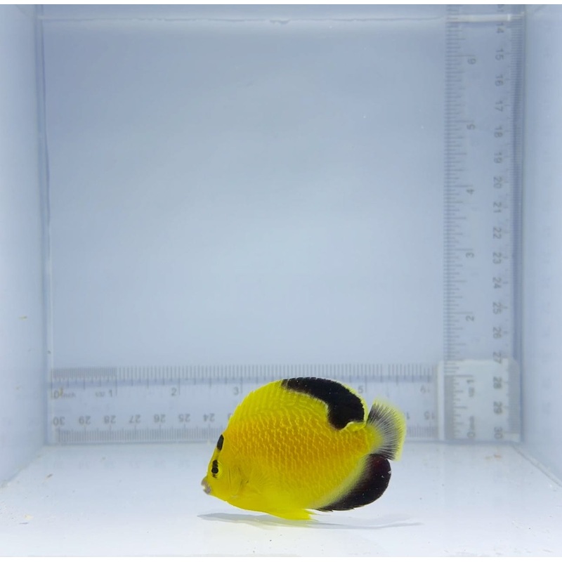 Captive-Bred Goldflake Angelfish