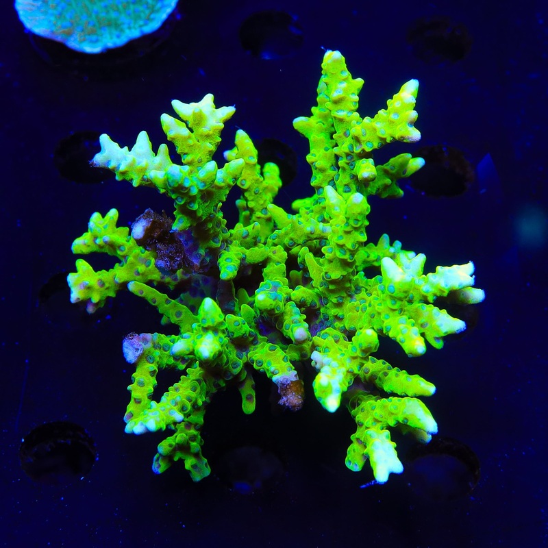 CB The Thing Anacropora Colony Coral