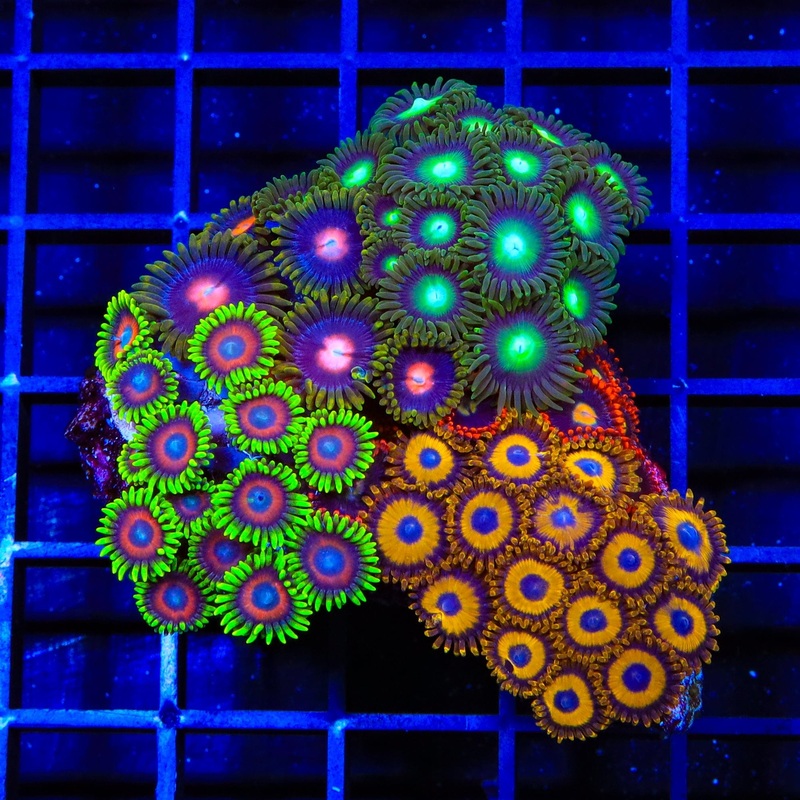Combo Zoanthids Colony Coral