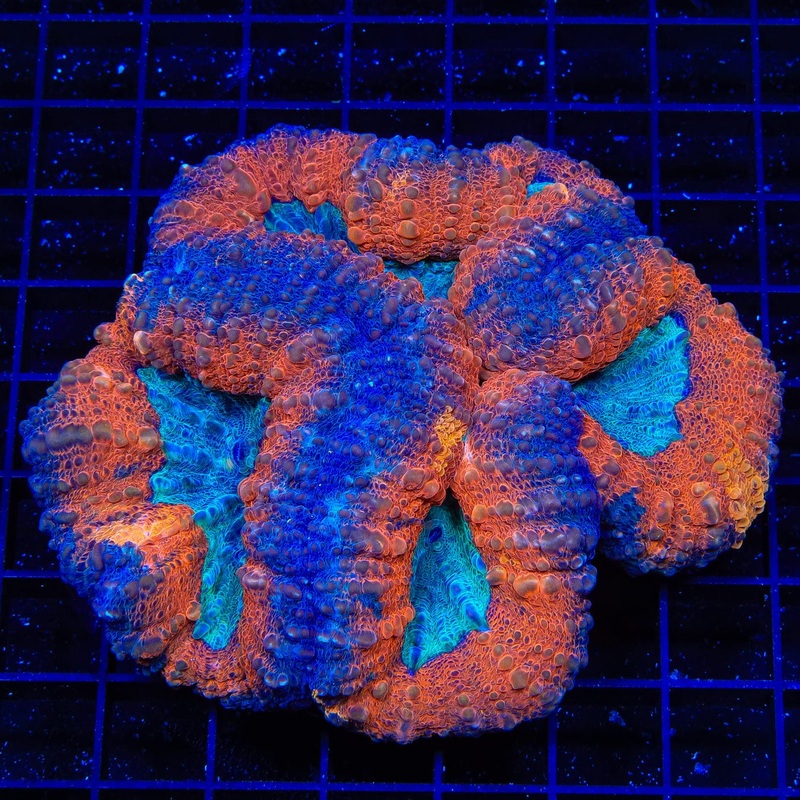 Ultra Lobophyllia Coral