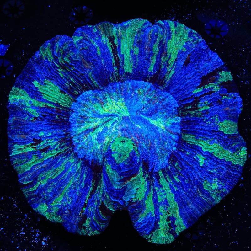 Ultra Trachyphyllia Coral