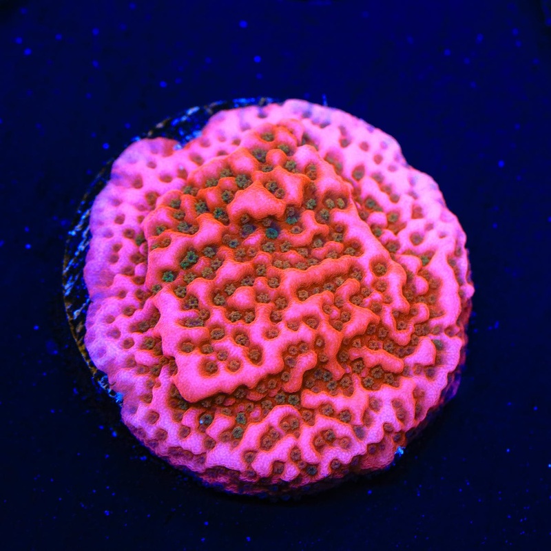 WWC Cherry Tree Montipora Coral