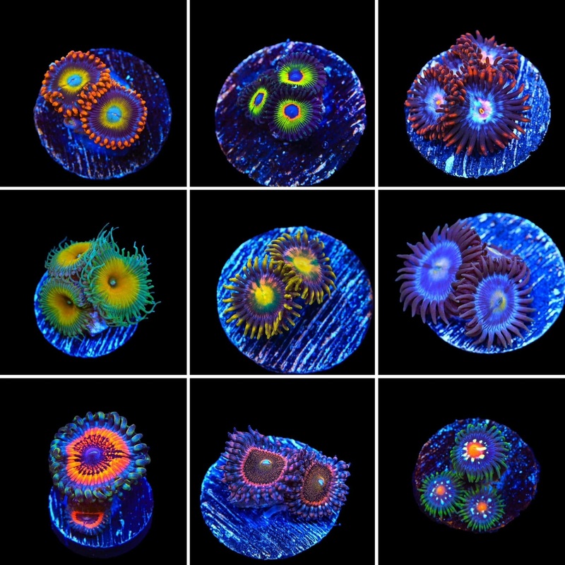 Zoanthids 3 Coral Frag Pack