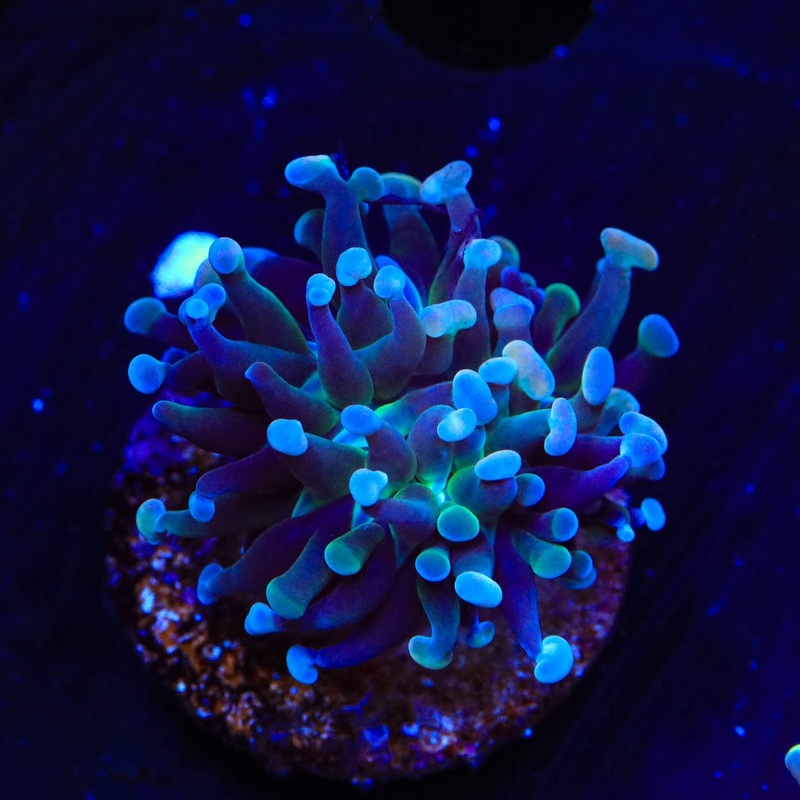 Green Splatter Hammer Coral
