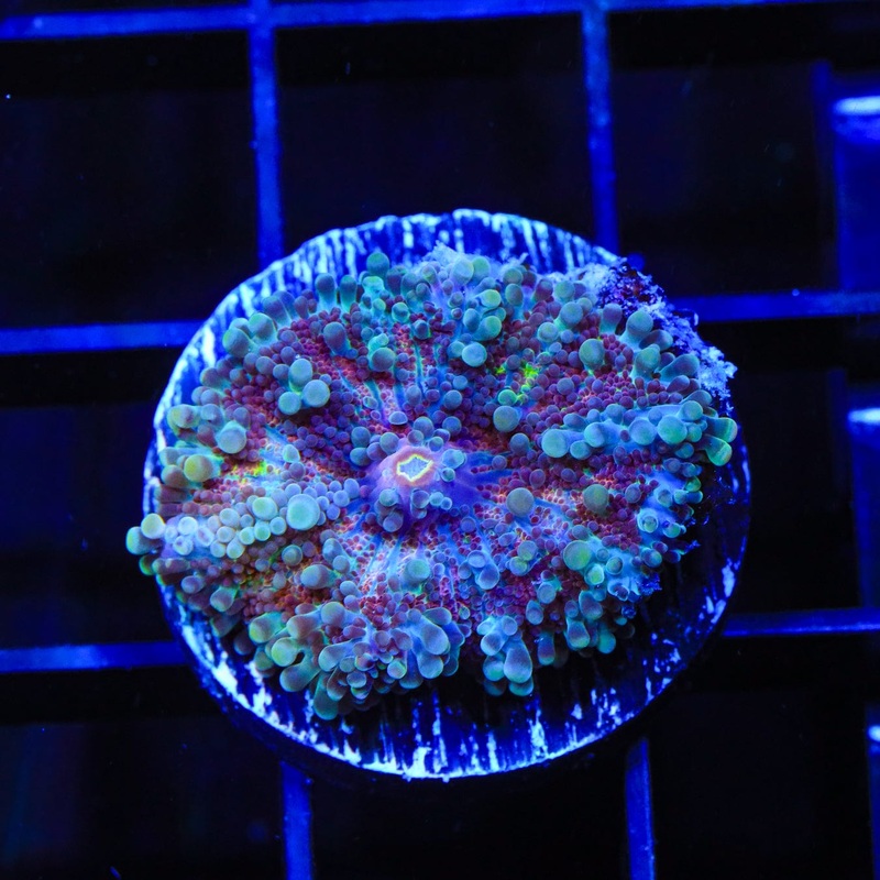 Rainbow Yuma Coral