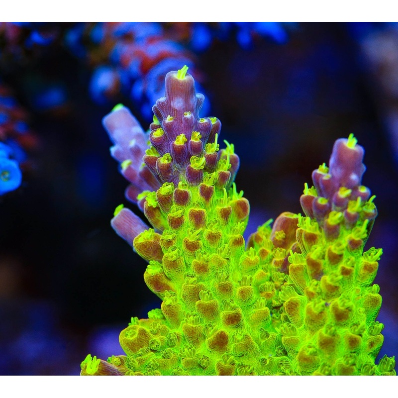 RR Rainbow Loom Acropora Coral