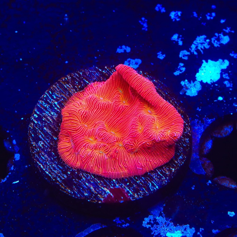 TSA Blood Simple Leptoseris Coral