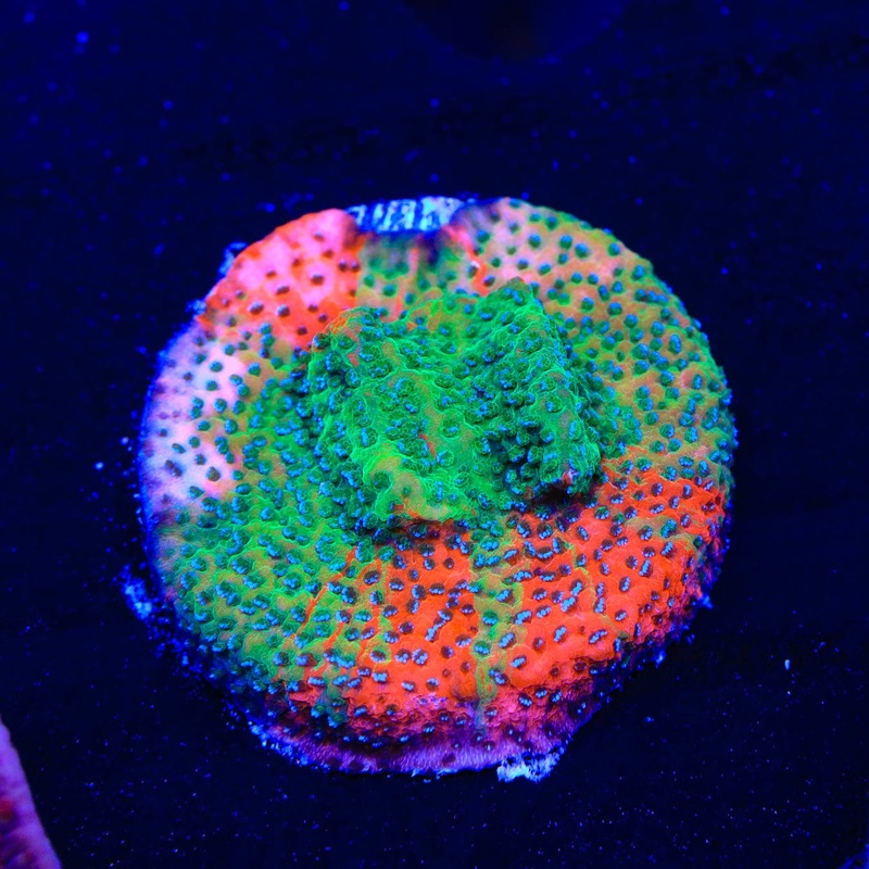 TSA Danger Zone Montipora Coral