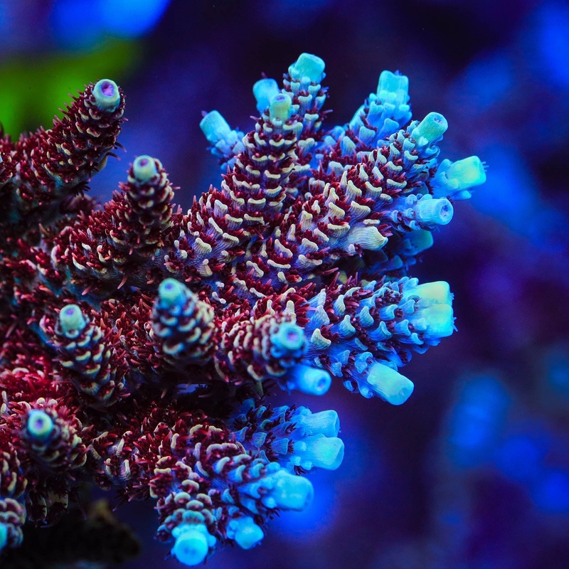 TSA Rainbow Sherbet Acropora Coral