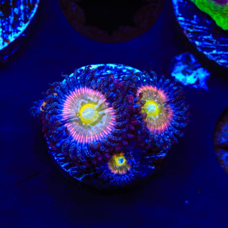TSA Rainbow Spectrum Zoanthids Coral